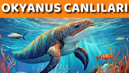Hayvanlar Alemi Üzerine: Deniz Canlıları ve Avlanma Perspektifi