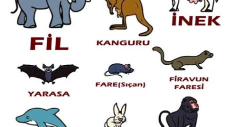 Hayvanlar Alemi Üzerine: Memeli ve Barınma Perspektifi
