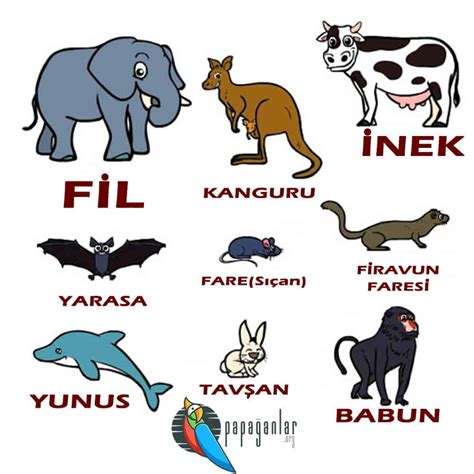 Hayvanlar Alemi Üzerine: Memeli ve Barınma Perspektifi