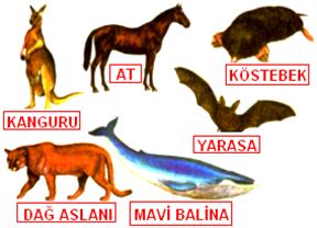 Hayvanlar Alemi Üzerine: Memeli ve Yırtıcı Perspektifi